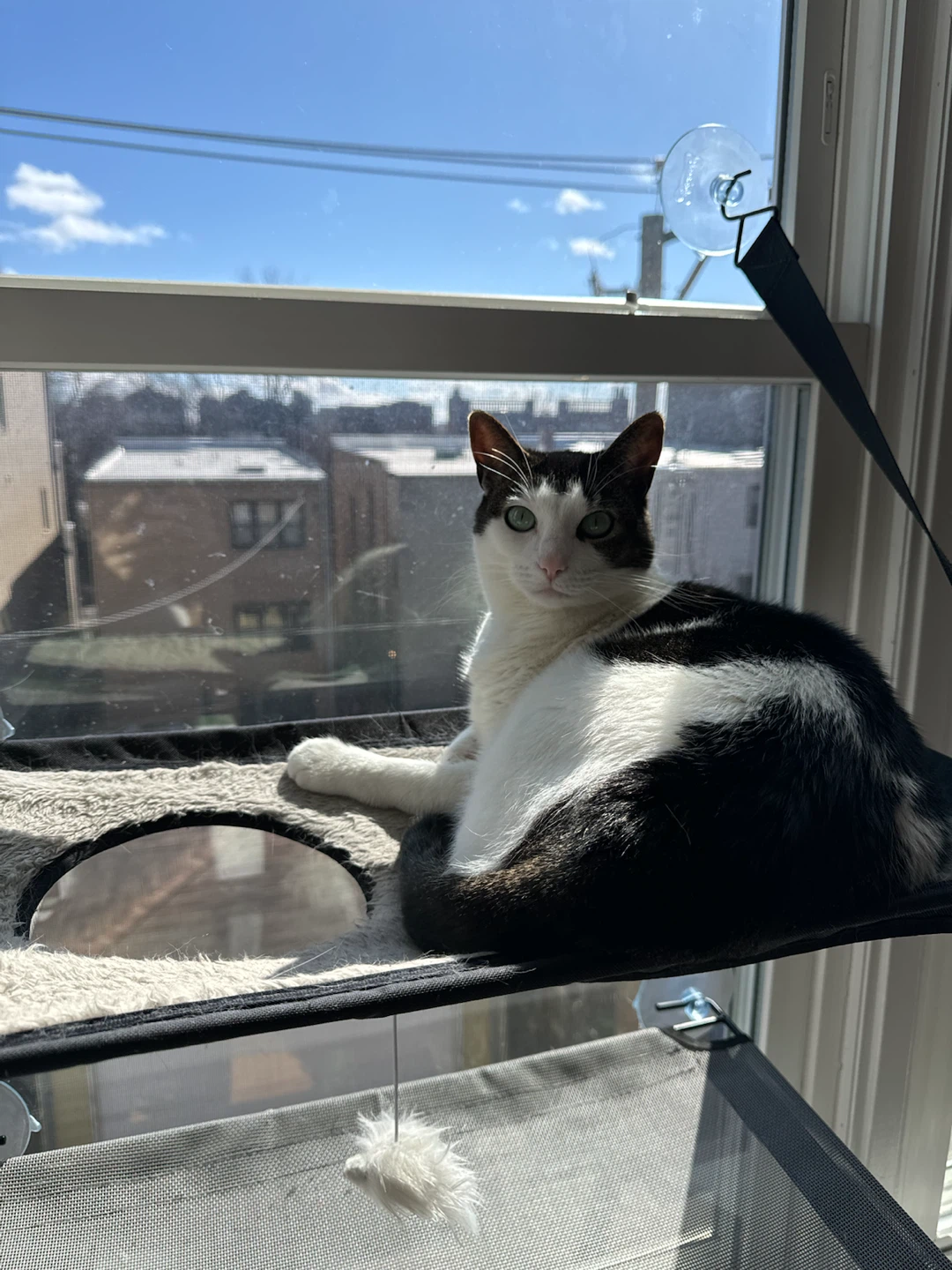 Black Cat Running Wheel and Window Perch Hammock - photo 2