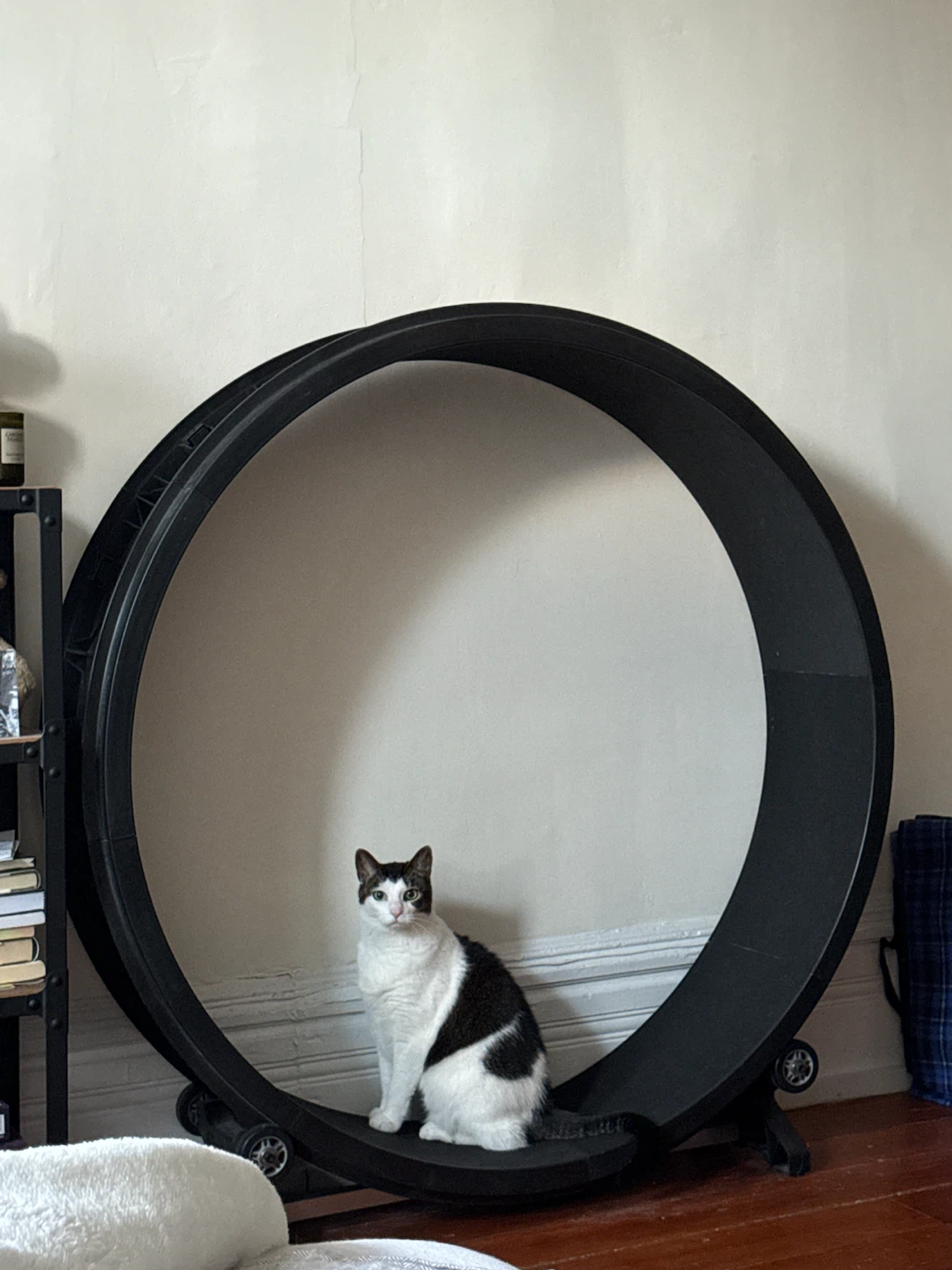 Black Cat Running Wheel and Window Perch Hammock - photo 4