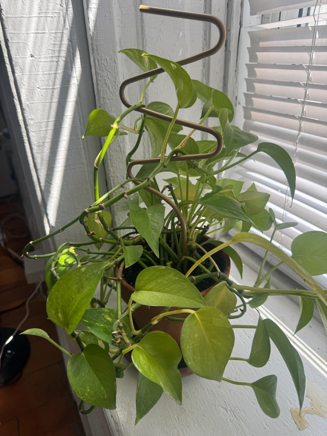 Pothos Plant in Brown Pot with Trellis