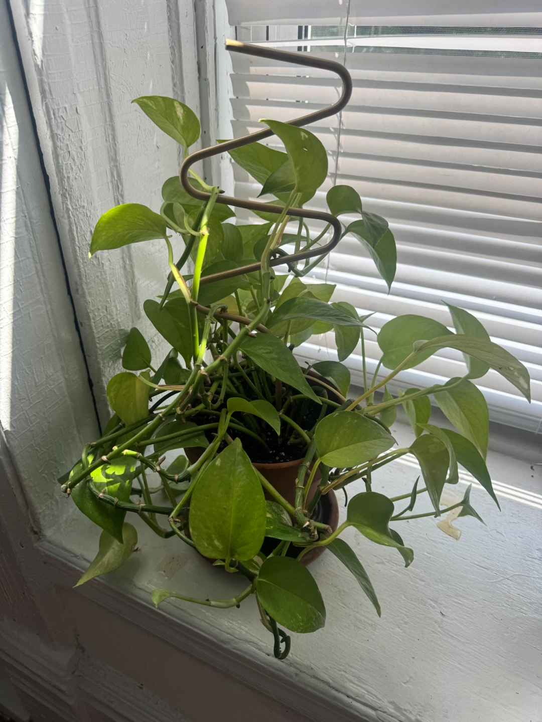 Pothos Plant in Brown Pot with Trellis - photo 2