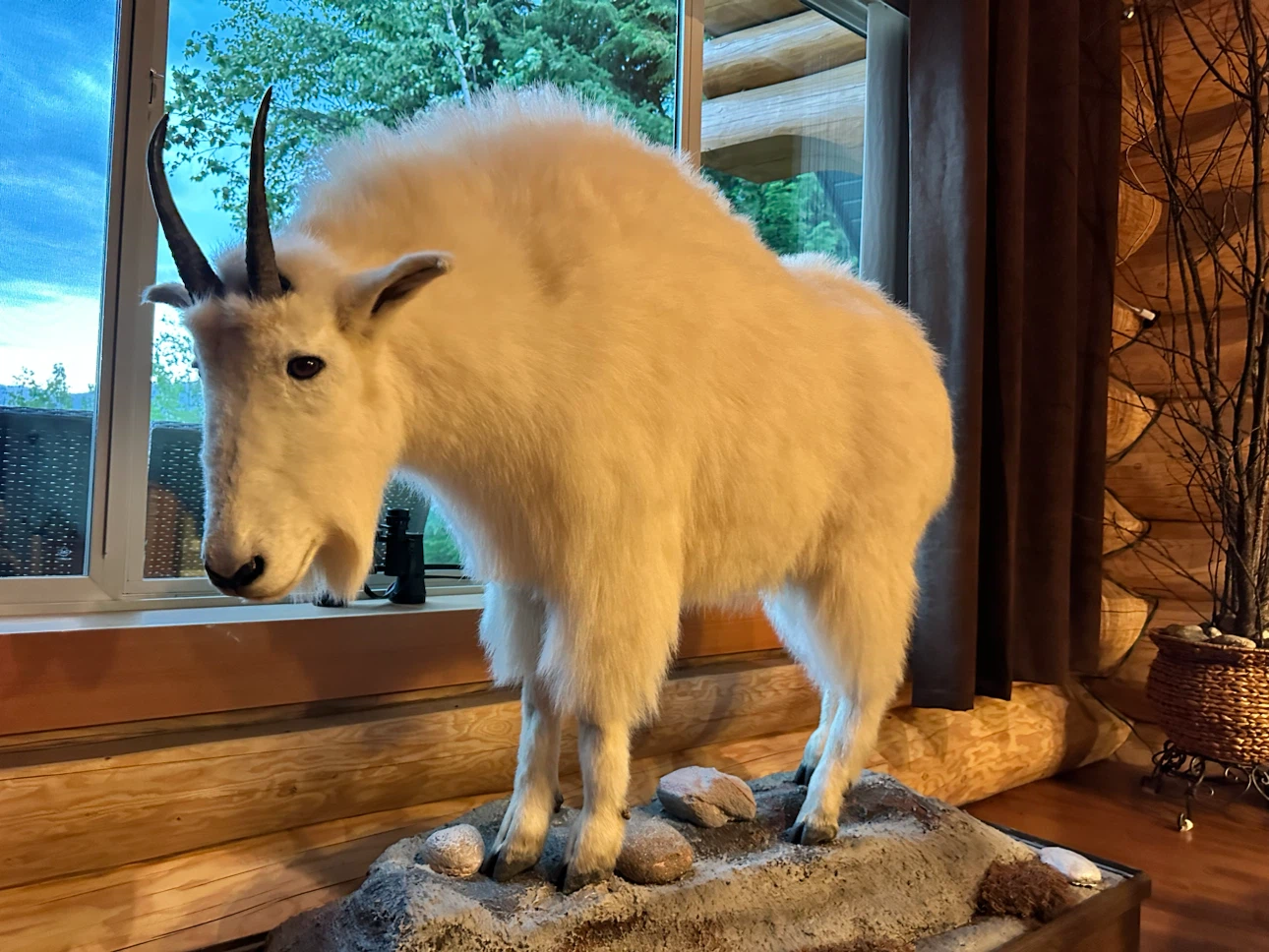 Taxidermy Mountain Goat Display
