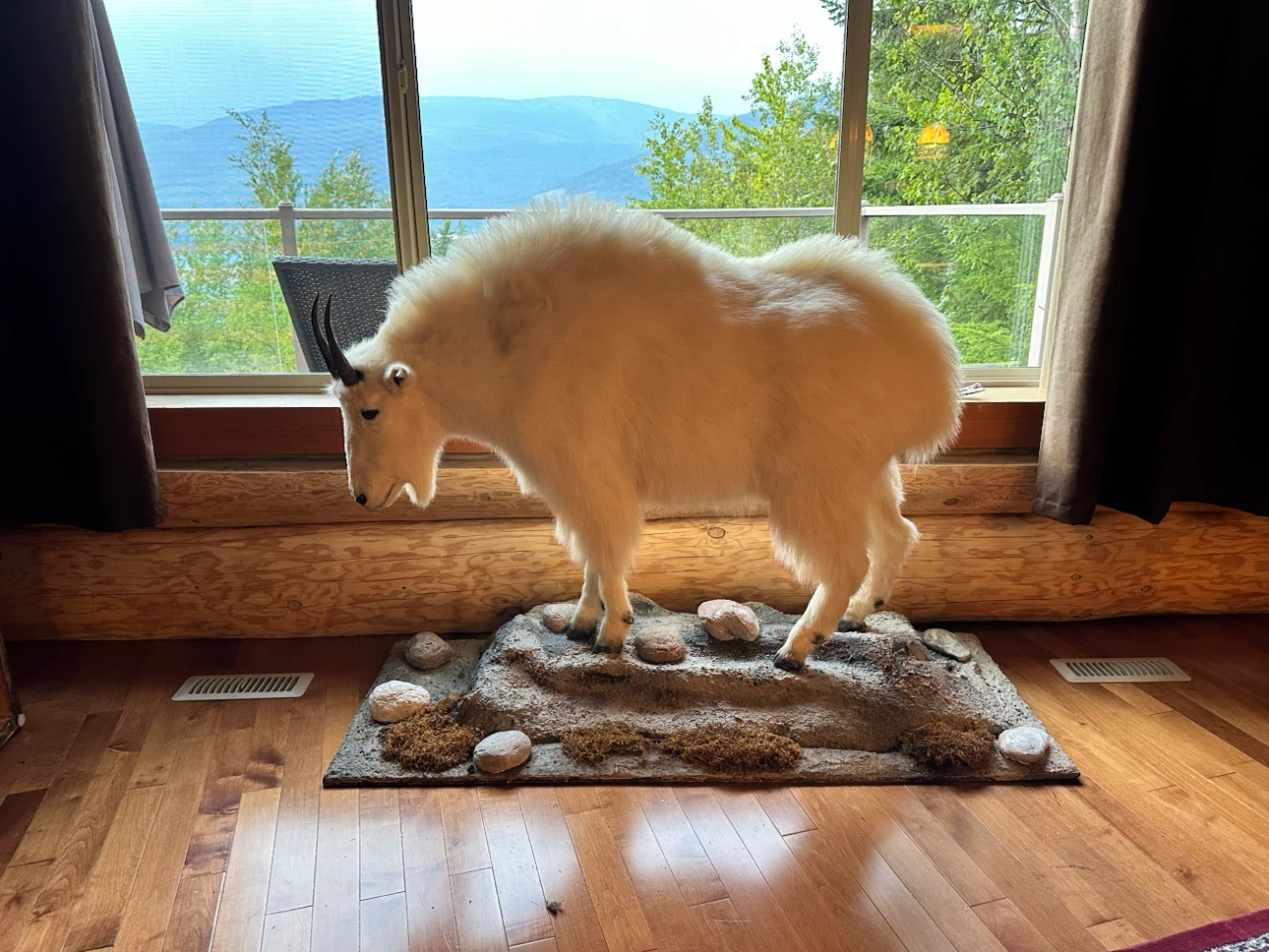 Taxidermy Mountain Goat Display - photo 2