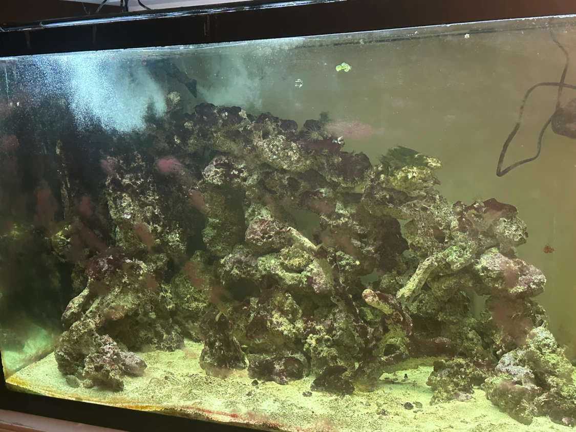 120 Gallon Large Salt water Aquarium with Live Rock and Sand - photo 3