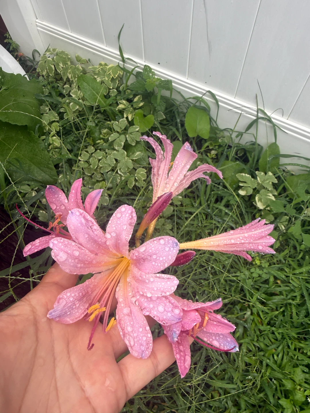 Pink Lily Flowers $5 per plant still available 4 plant - photo 2