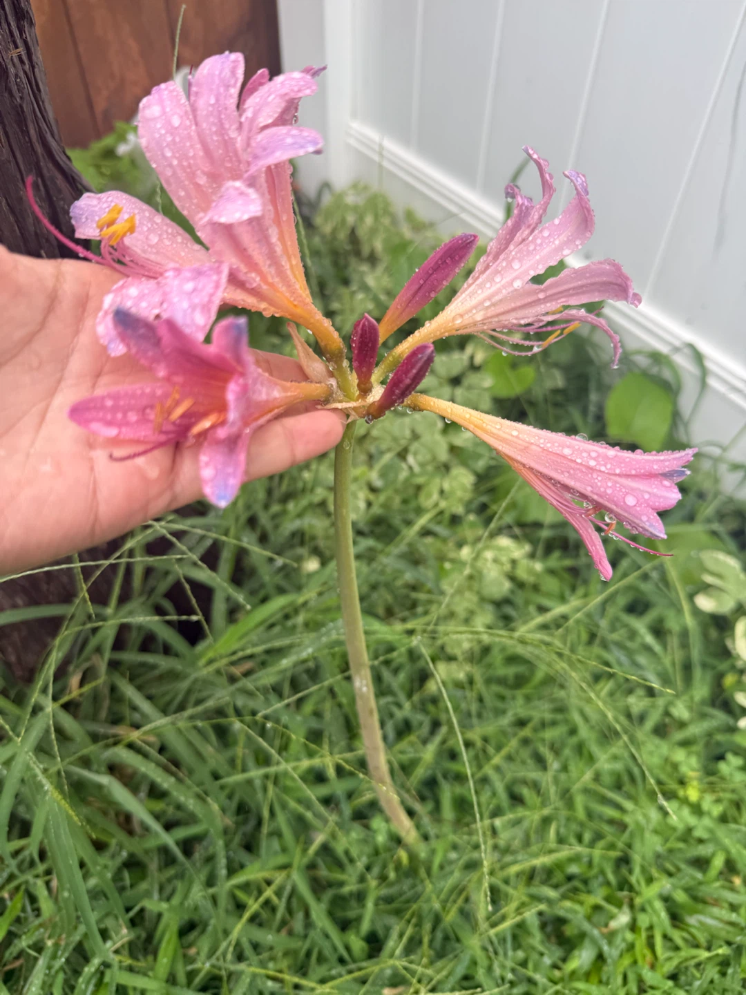 Pink Lily Flowers $5 per plant still available 4 plant - photo 3