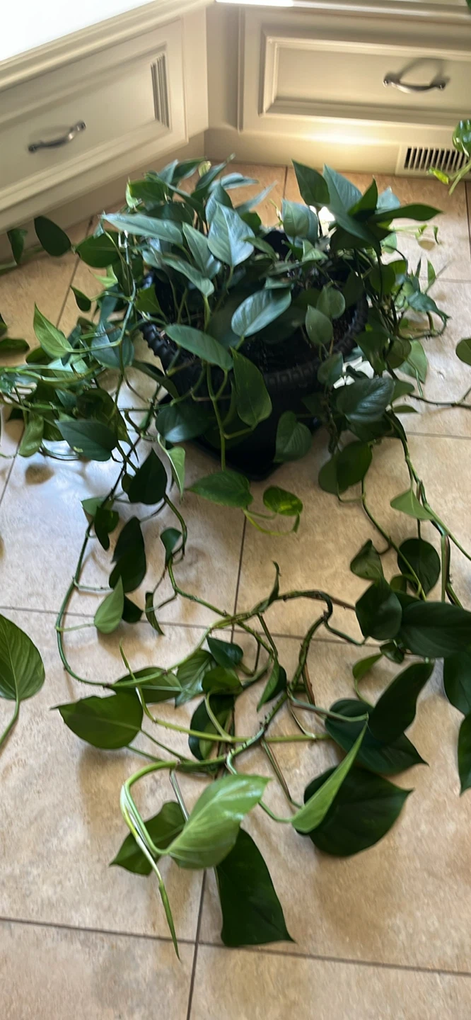 Pothos Plant in Pot