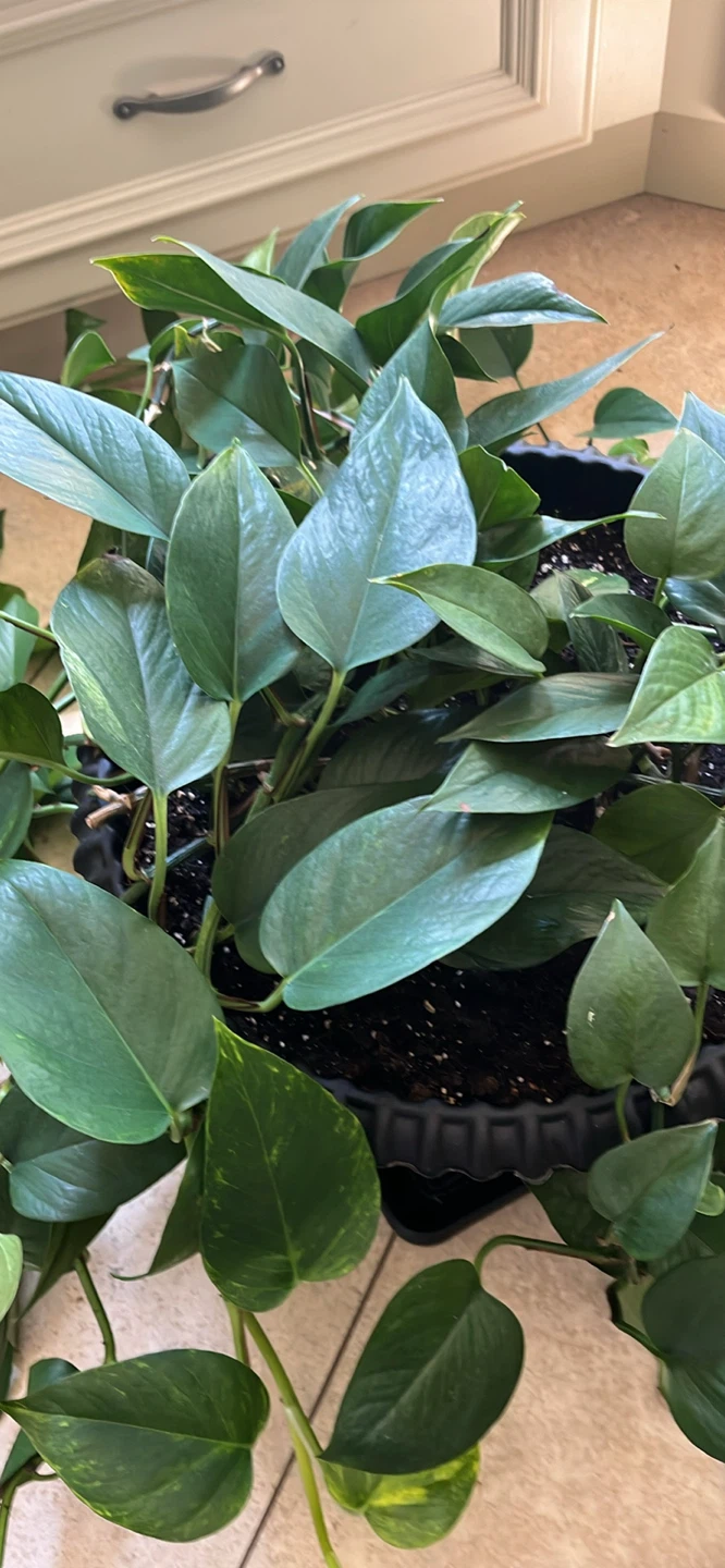 Pothos Plant in Pot - photo 2