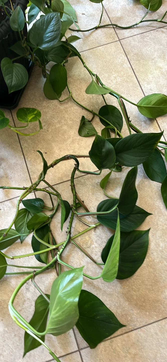 Pothos Plant in Pot - photo 3