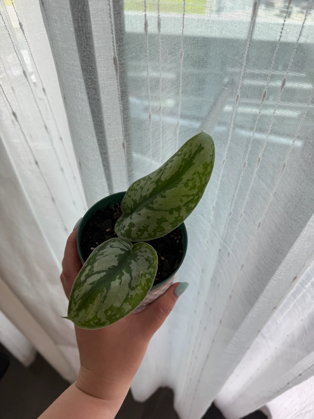 Scindapsus pictus exotica in Decorative Pot