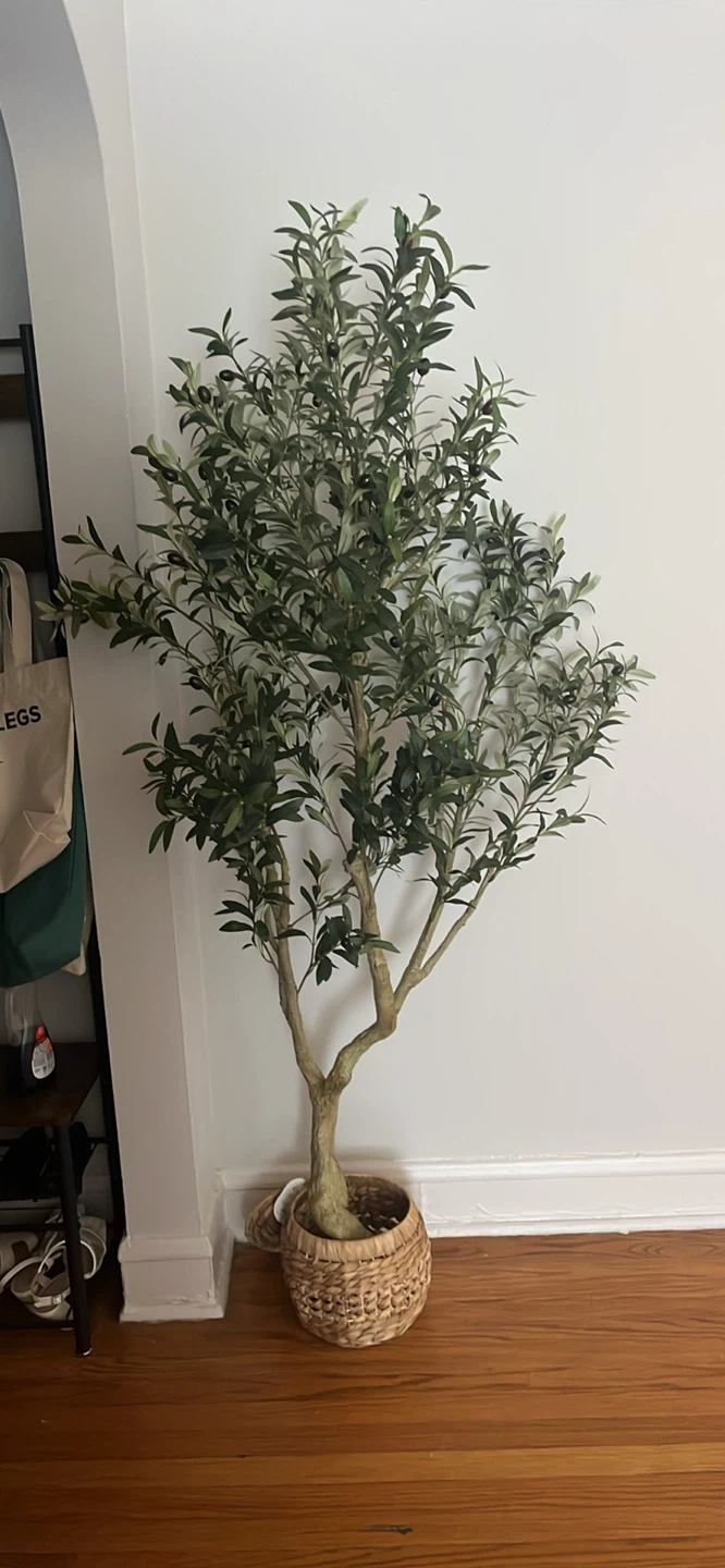 Olive Tree 6ft