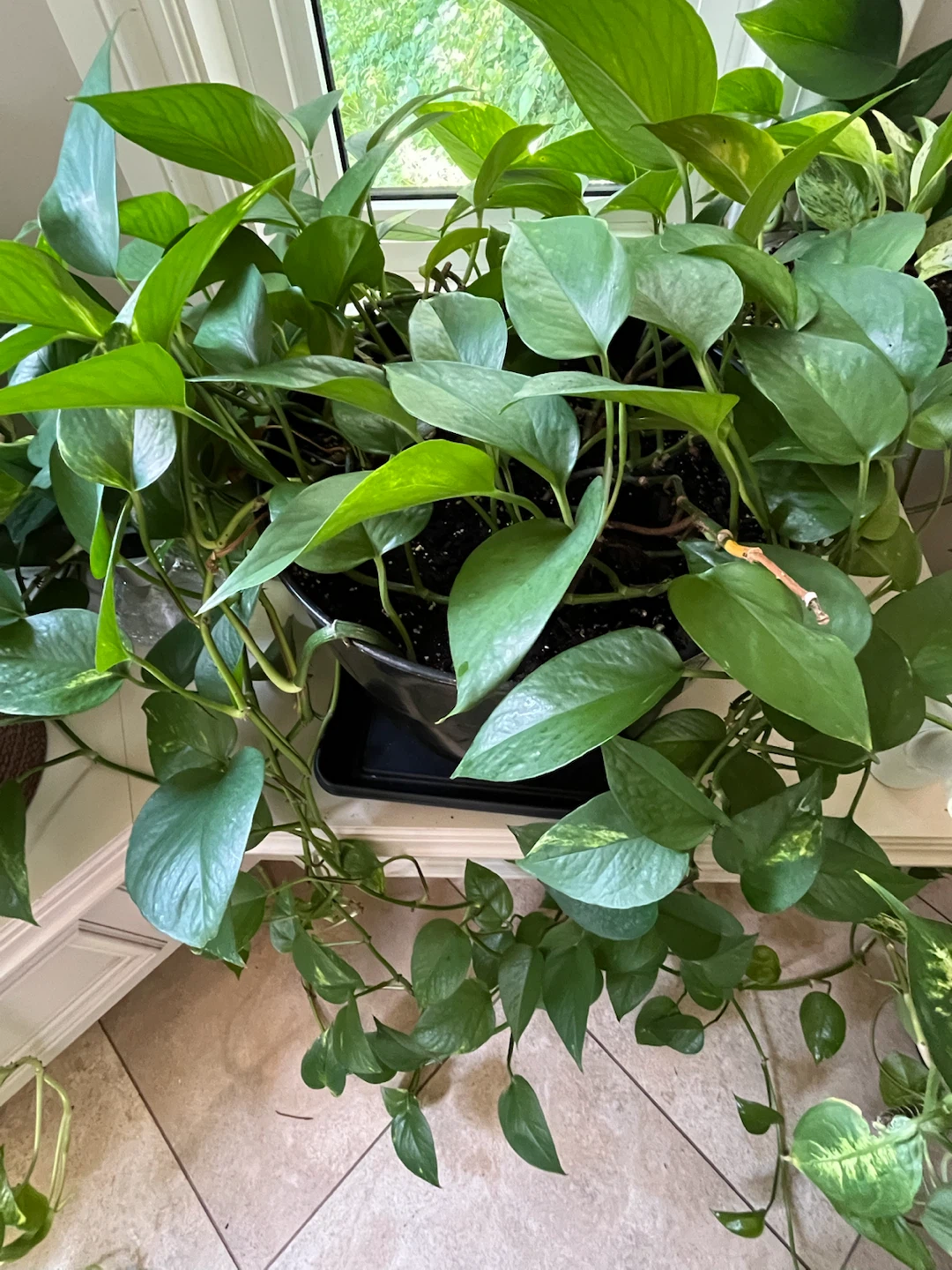 Pothos Plant in Black Pot