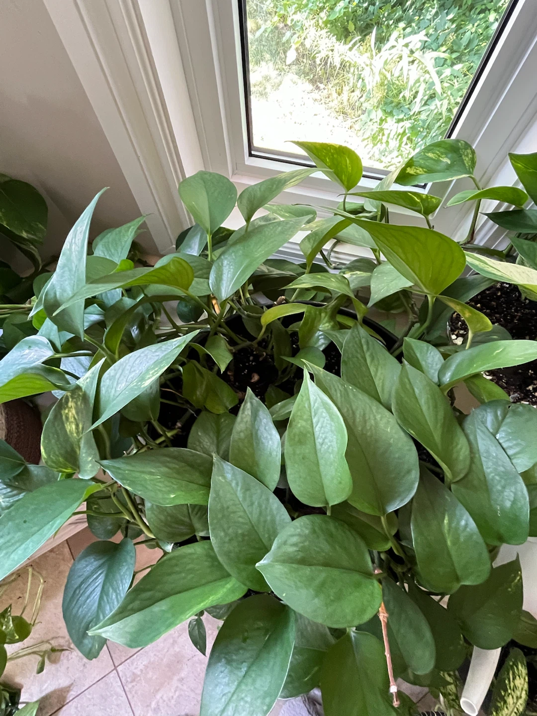 Pothos Plant in Black Pot - photo 2