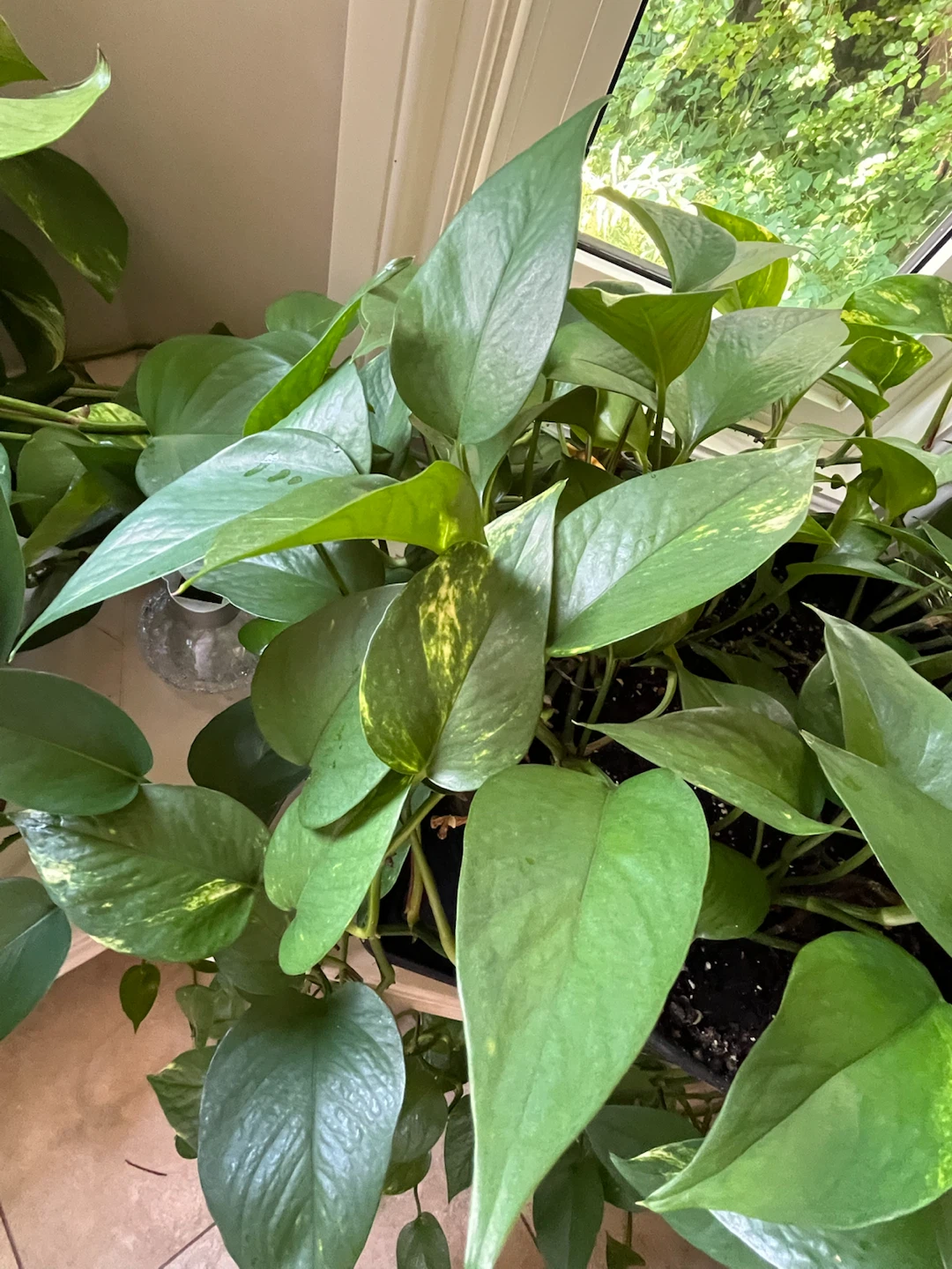 Pothos Plant in Black Pot - photo 3