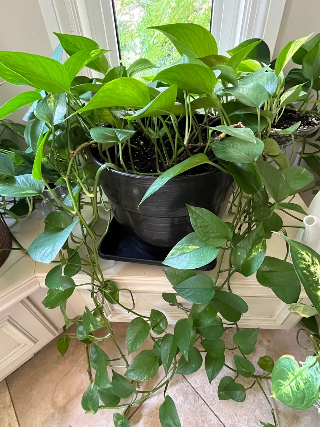 Pothos Plant in Black Pot - photo 4
