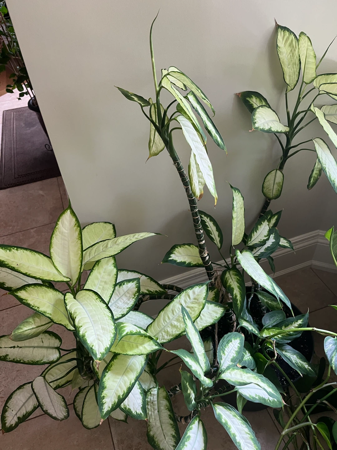 Large Dieffenbachia Plant