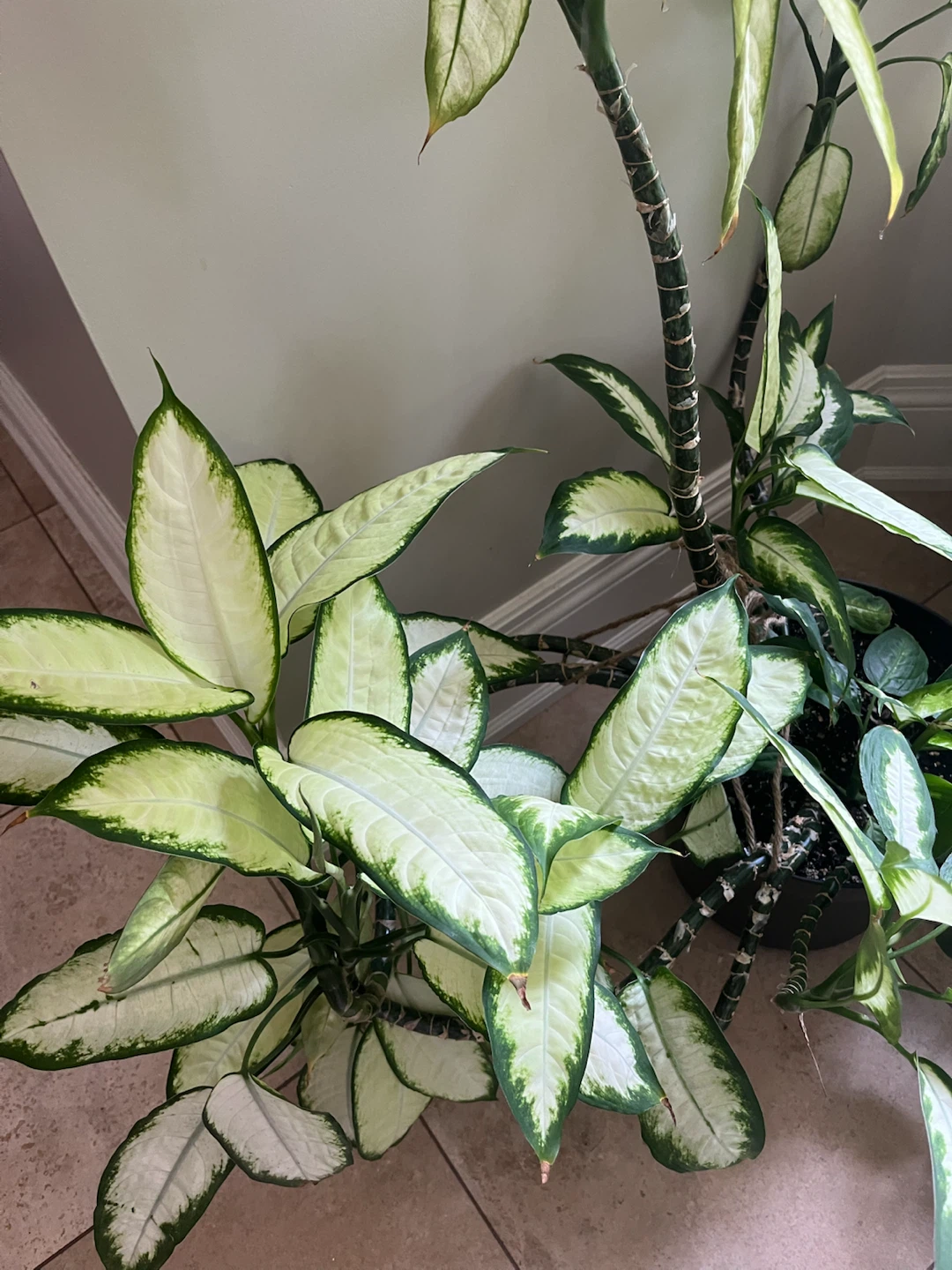 Large Dieffenbachia Plant - photo 2