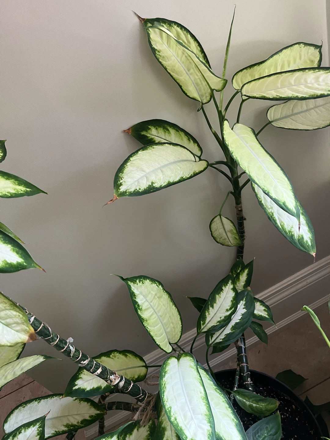 Large Dieffenbachia Plant - photo 3