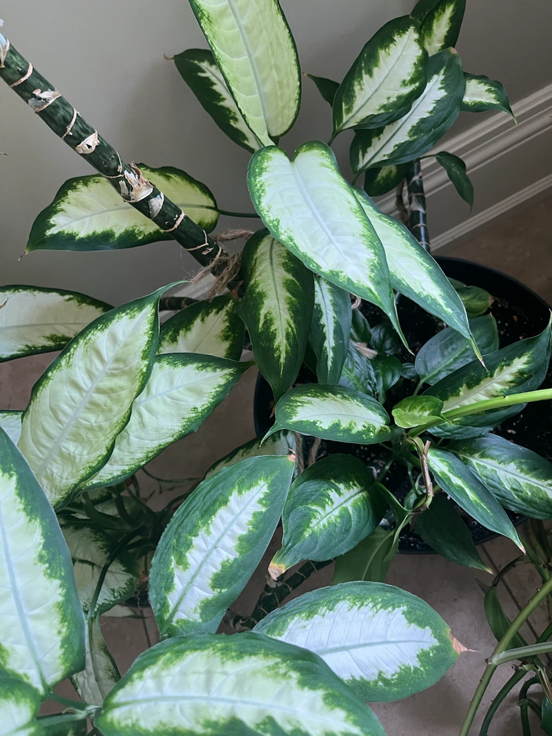 Large Dieffenbachia Plant - photo 4