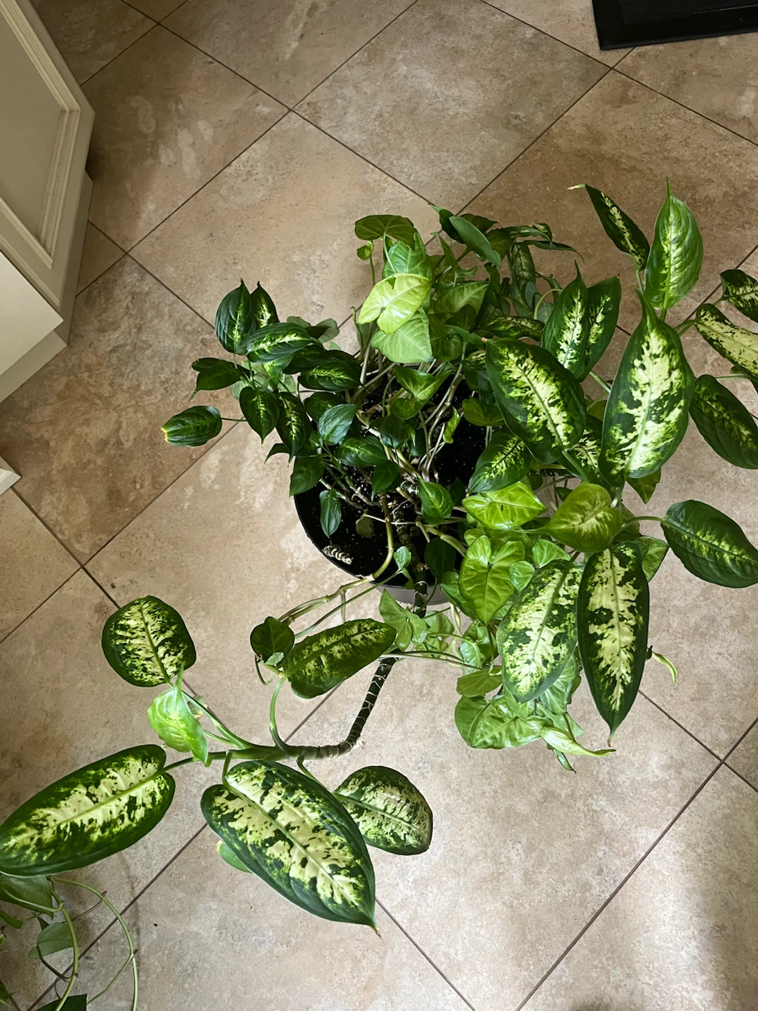 Large Mature Dieffenbachia Indoor Plant