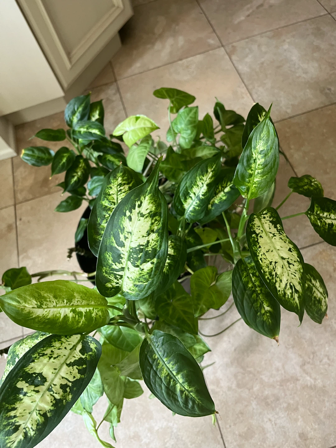 Large Mature Dieffenbachia Indoor Plant - photo 2
