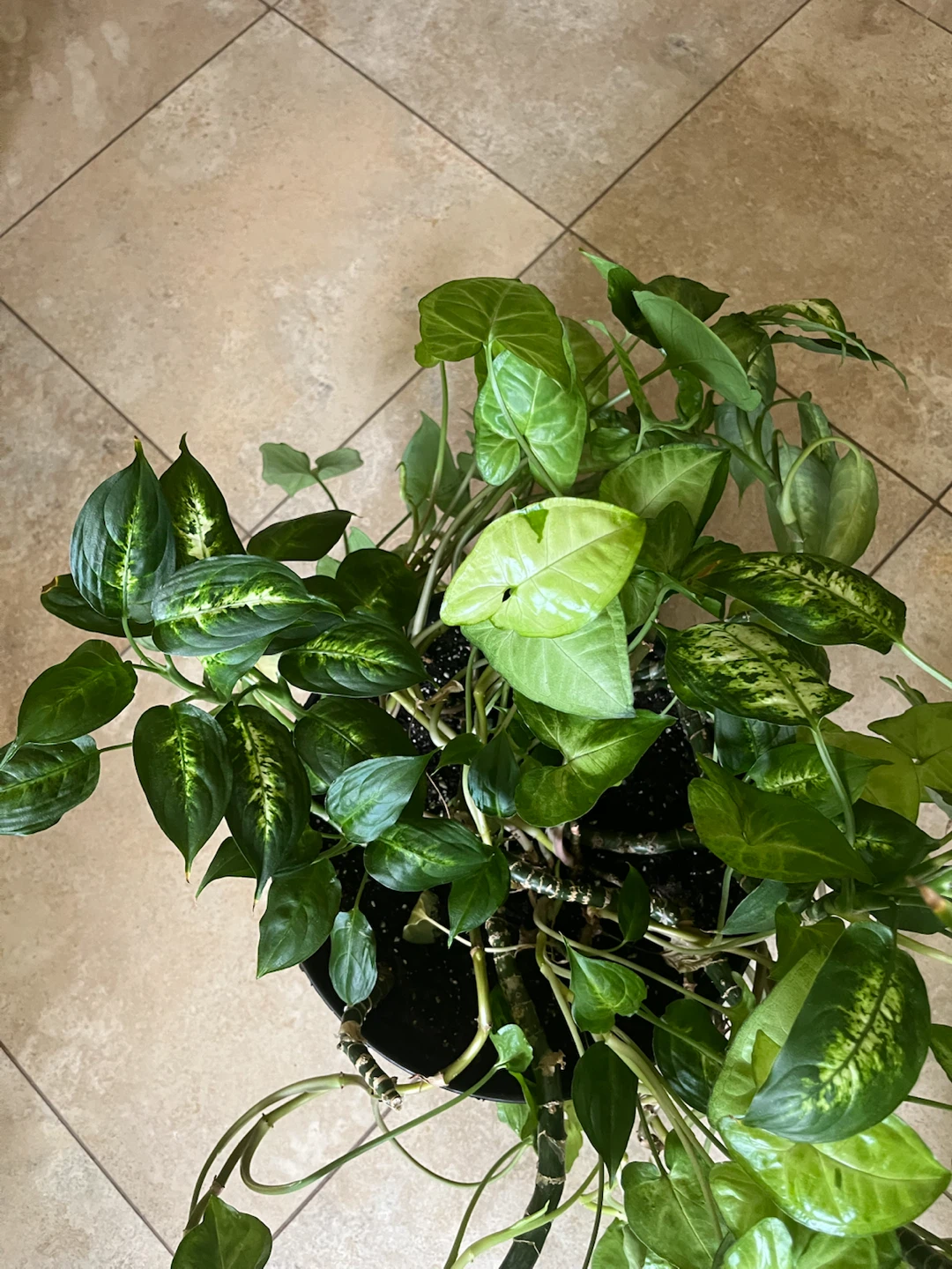 Large Mature Dieffenbachia Indoor Plant - photo 3