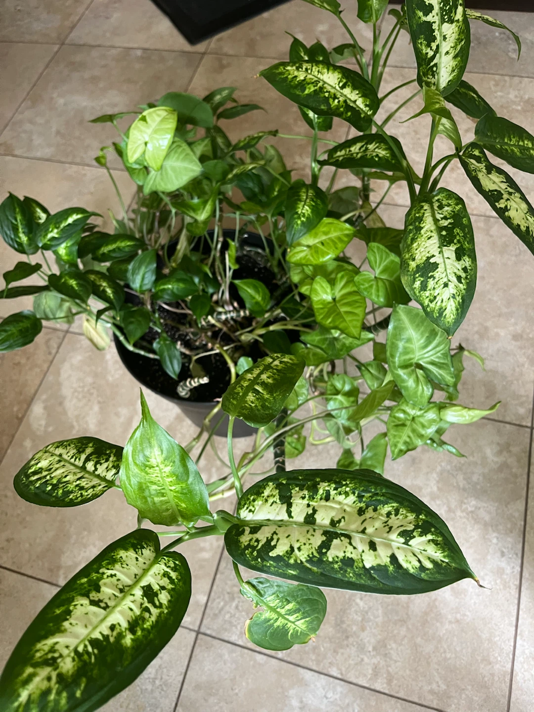 Large Mature Dieffenbachia Indoor Plant - photo 4