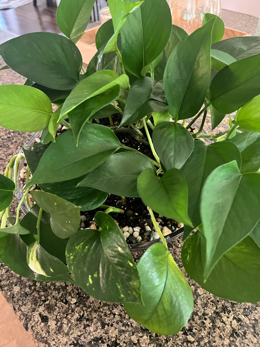 Beautiful Pothos in Authentic Bohemia Crystal Planter
