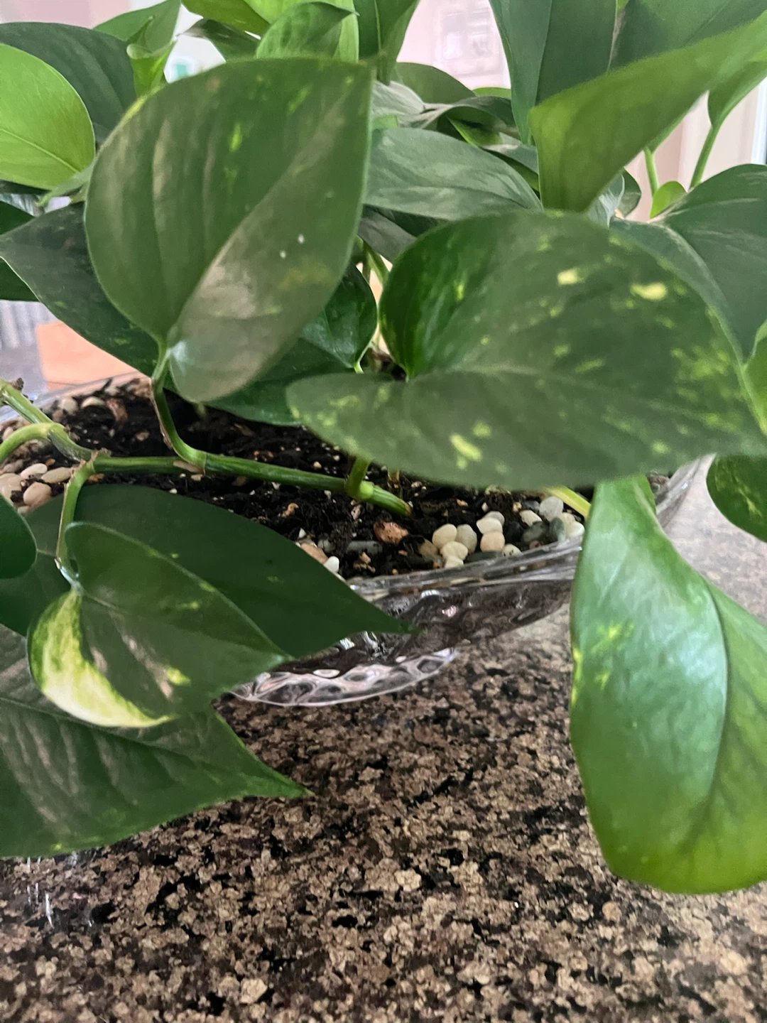 Beautiful Pothos in Authentic Bohemia Crystal Planter - photo 3