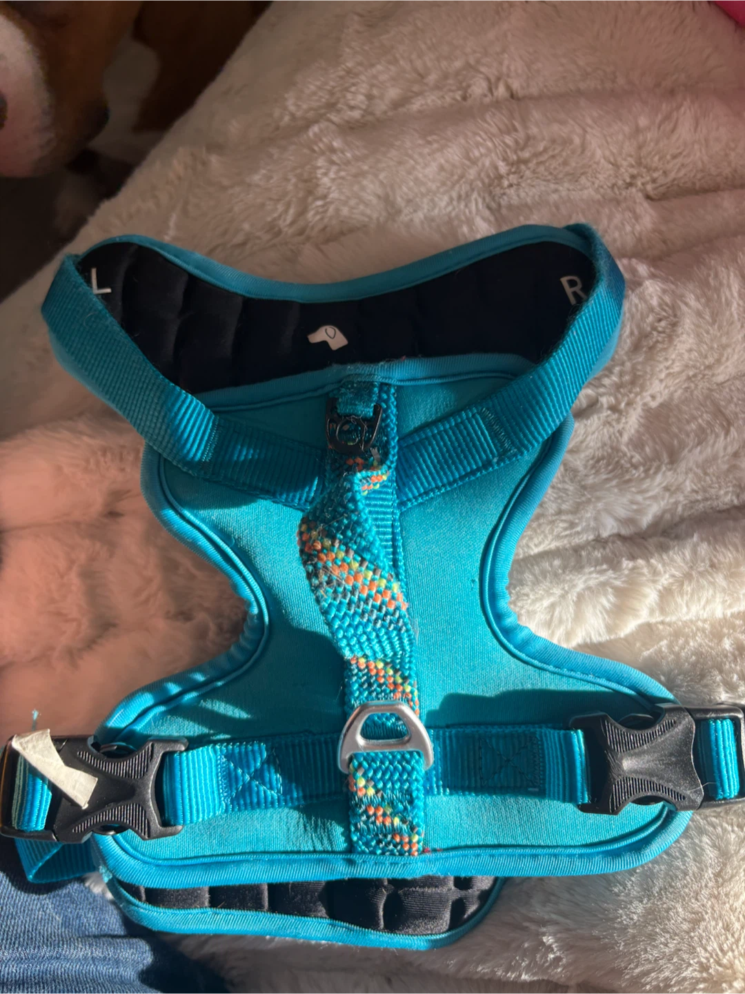 Blue Dog Harness