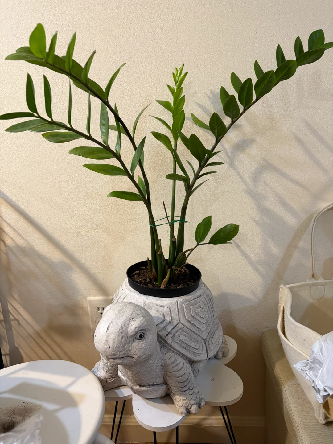 Turtle Planter Pot with very healthy ZZ plant