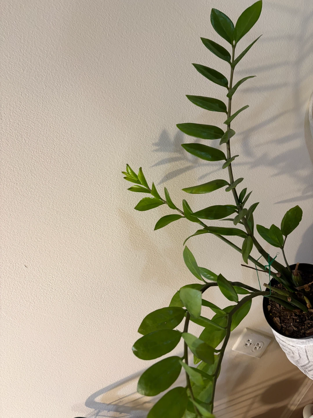 Turtle Planter Pot with very healthy ZZ plant - photo 2