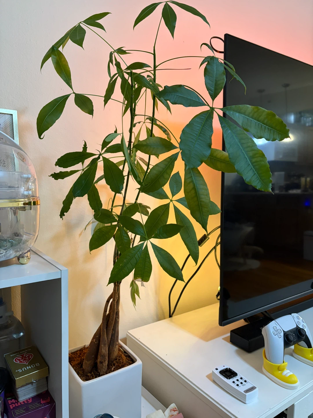 Money Tree Plant in White Pot