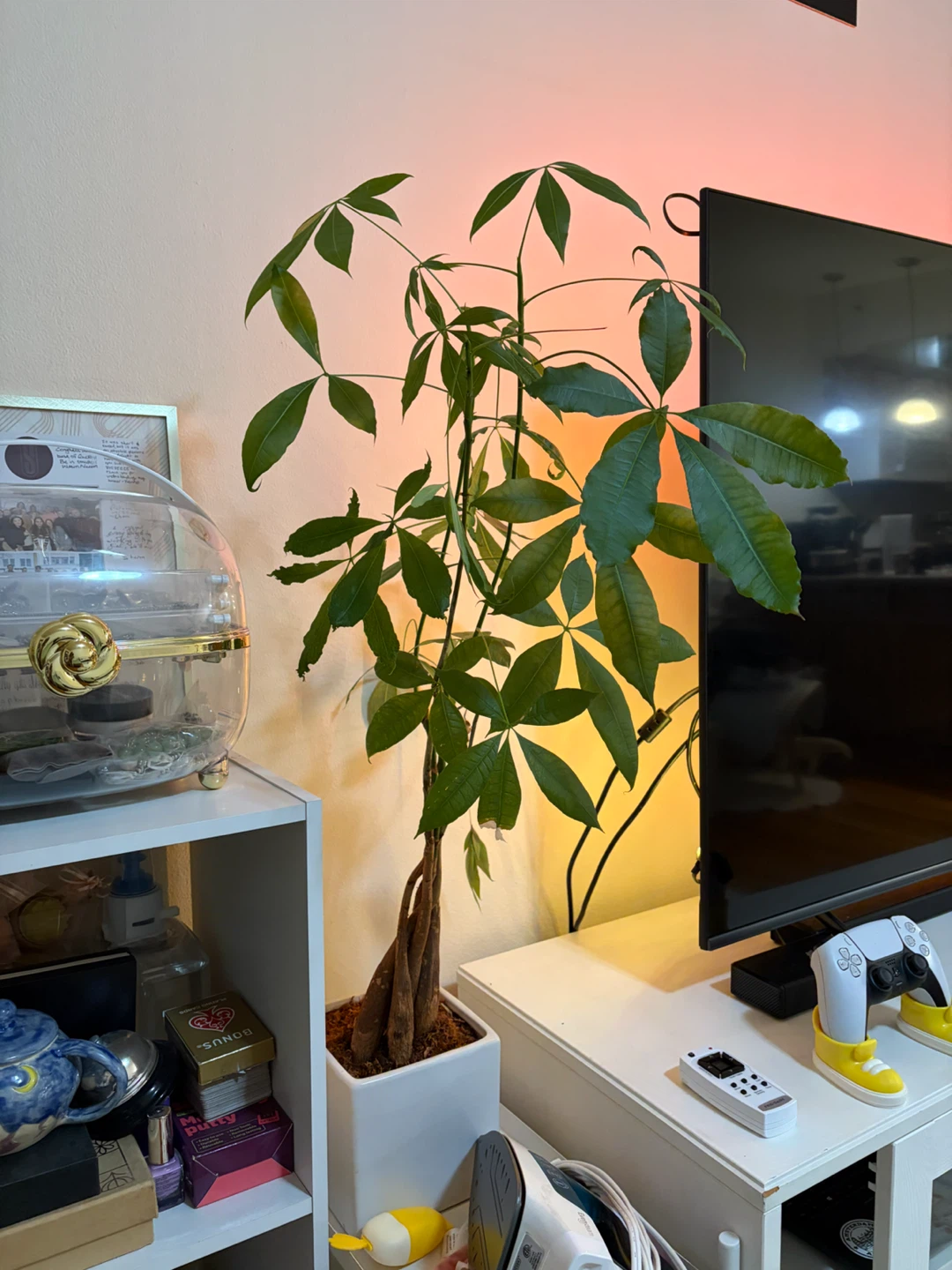 Money Tree Plant in White Pot - photo 2