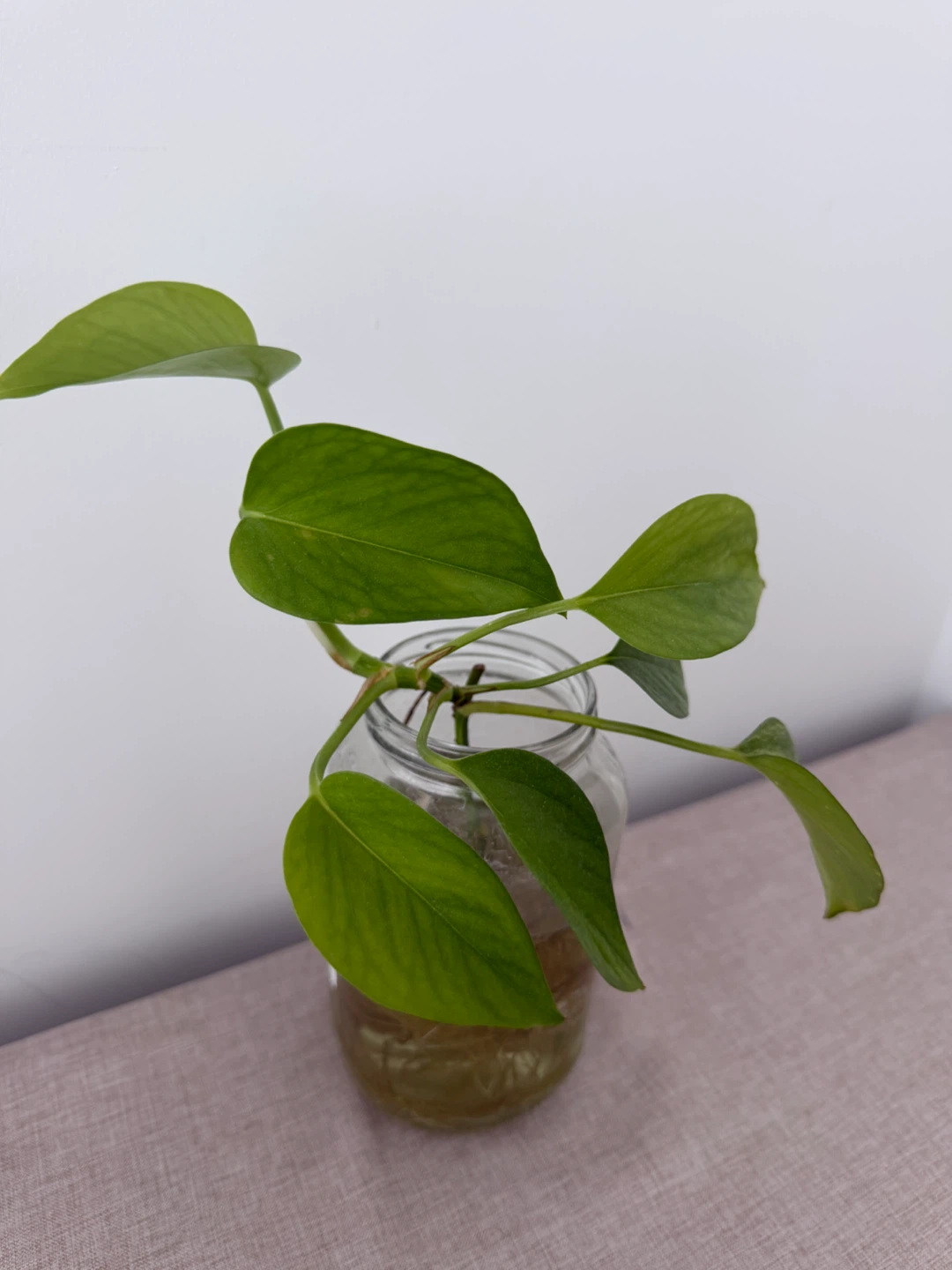 Moving: Adoption of my plants 🪴 - photo 2