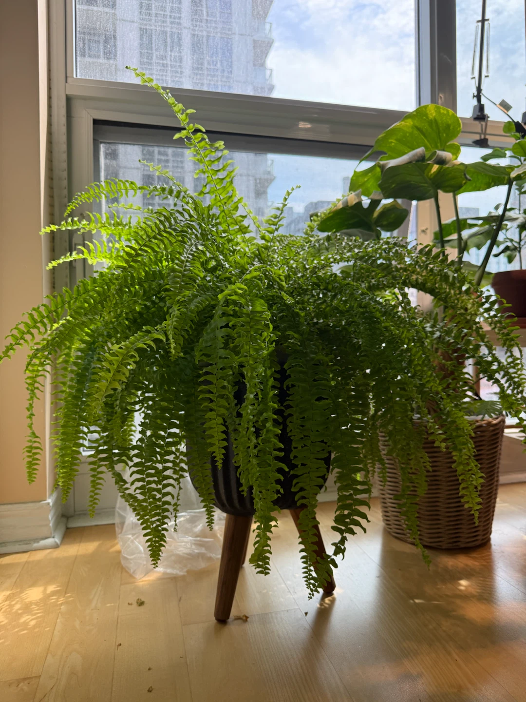 Large Boston Fern - 10 inch pot