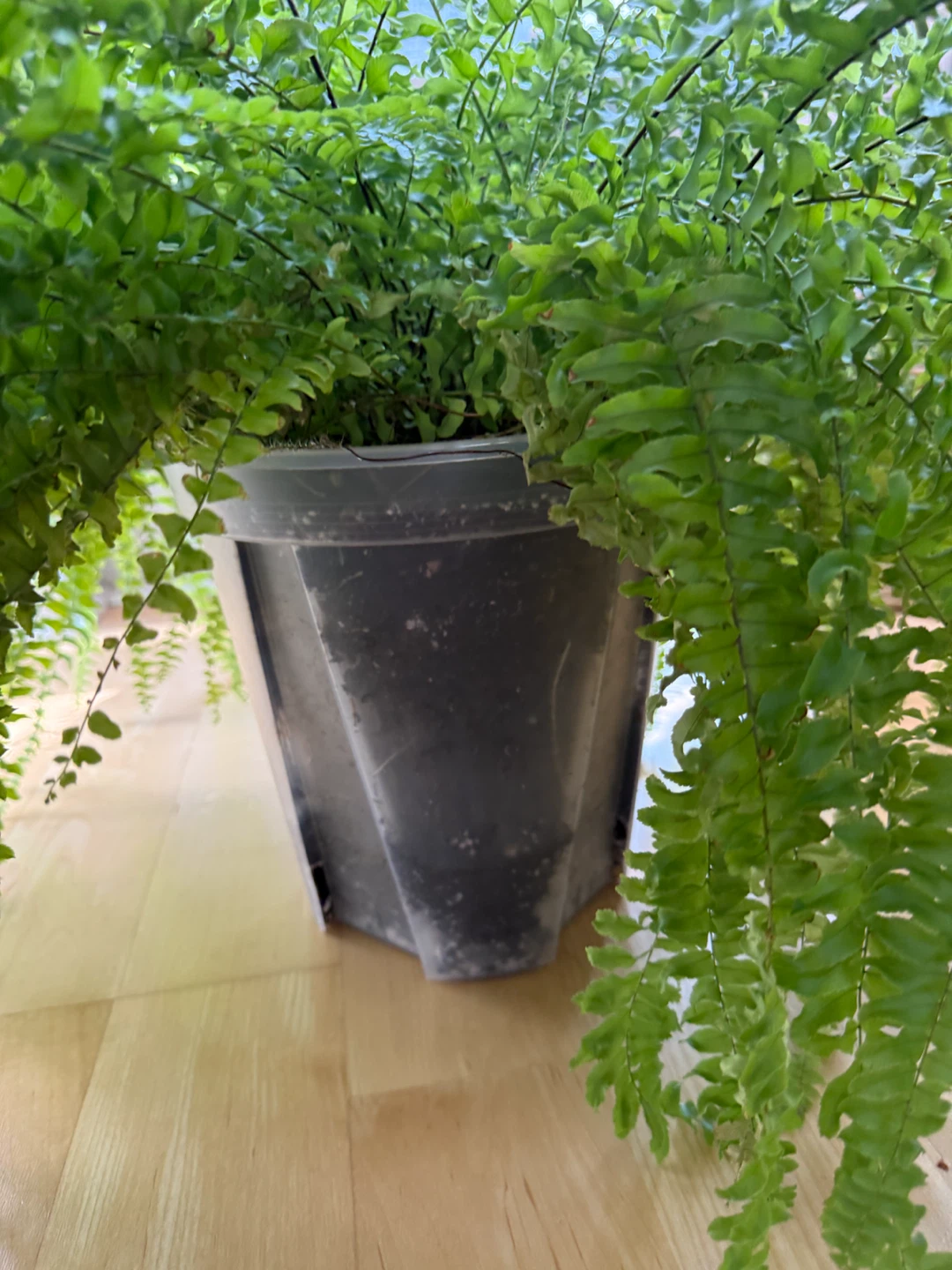 Large Boston Fern - 10 inch pot - photo 2