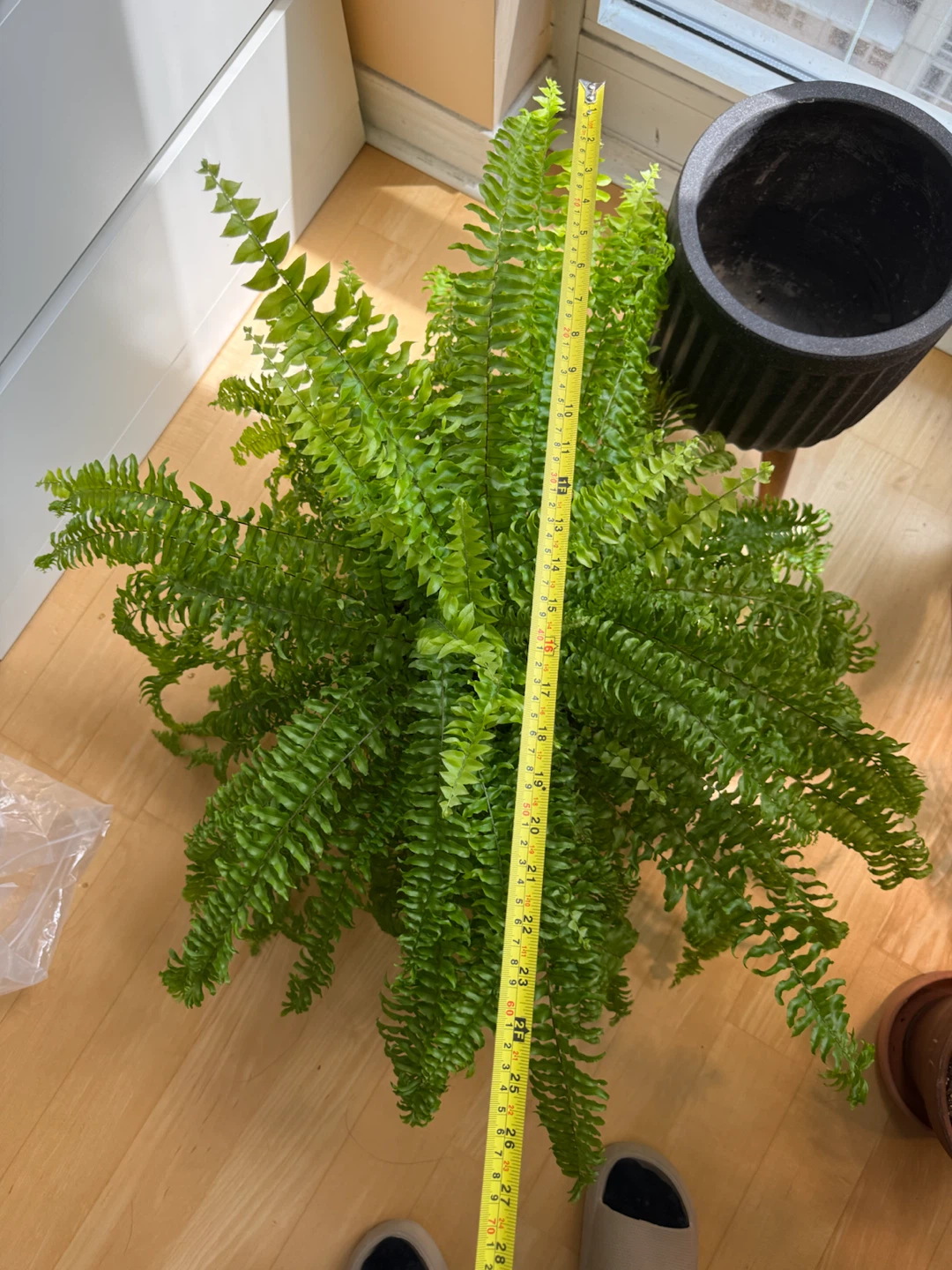 Large Boston Fern - 10 inch pot - photo 3