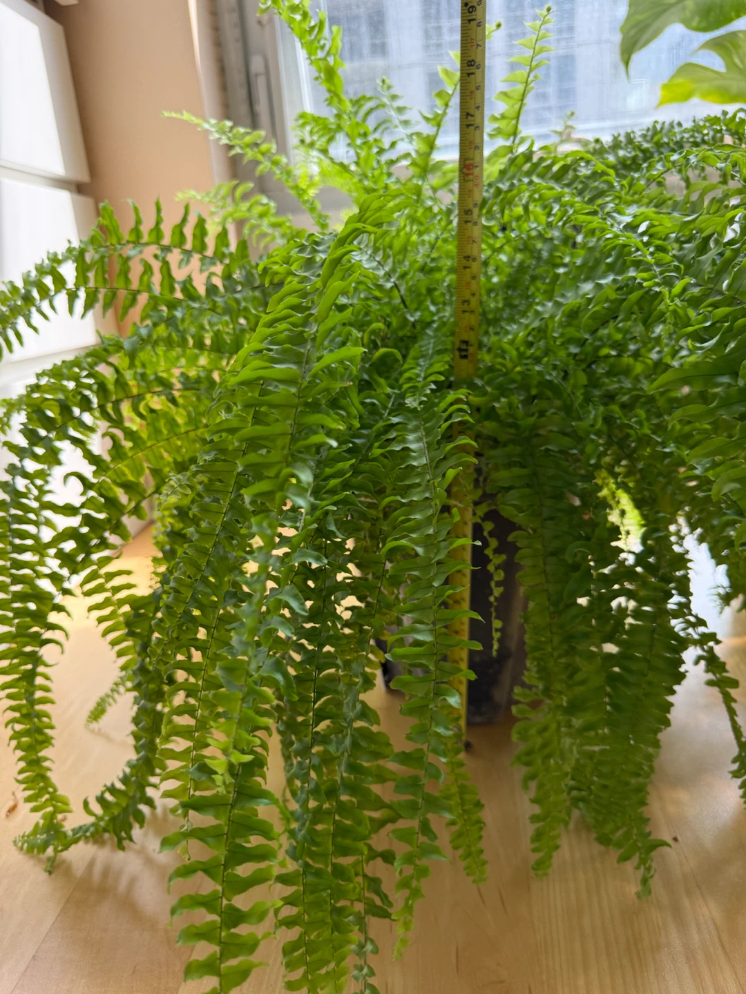 Large Boston Fern - 10 inch pot - photo 4