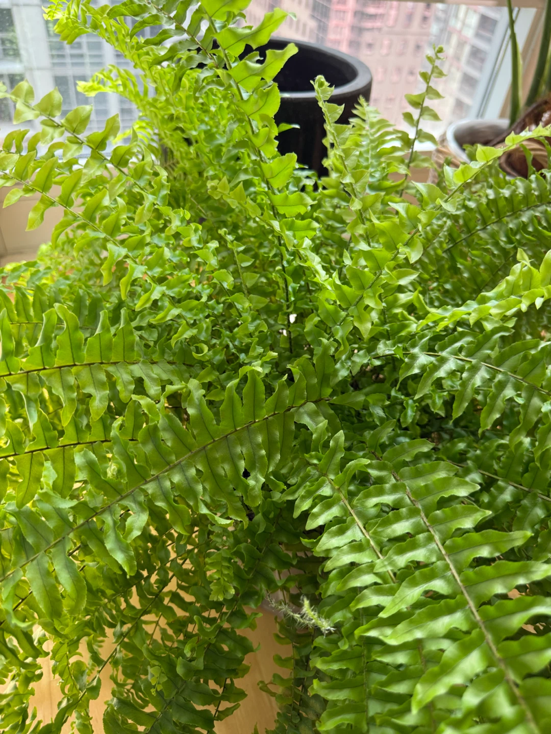 Large Boston Fern - 10 inch pot - photo 5