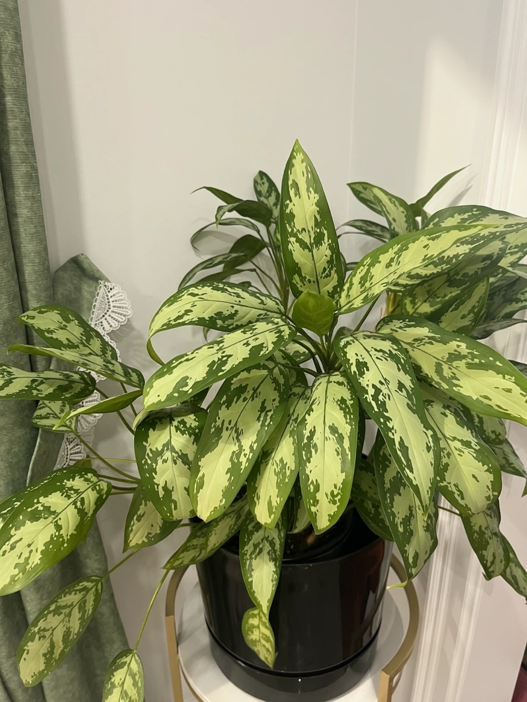 Chinese Evergreen Plant