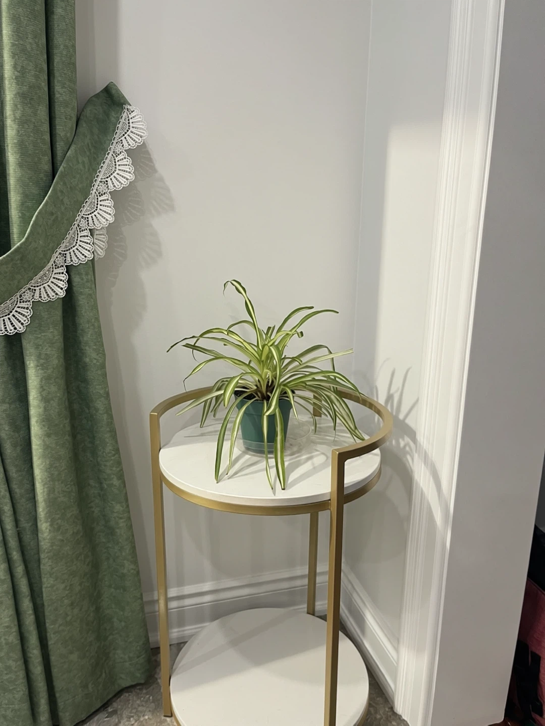 Spider Plant