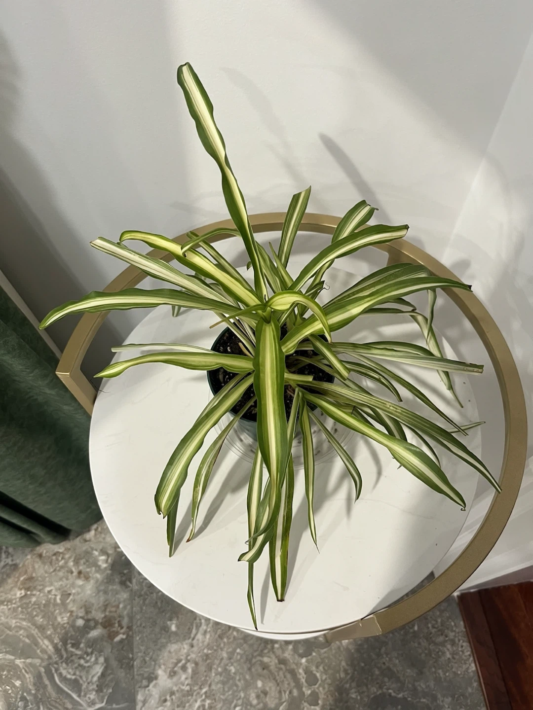 Spider Plant - photo 2