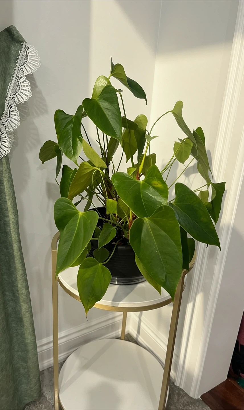 Anthurium Plant in Black Pot
