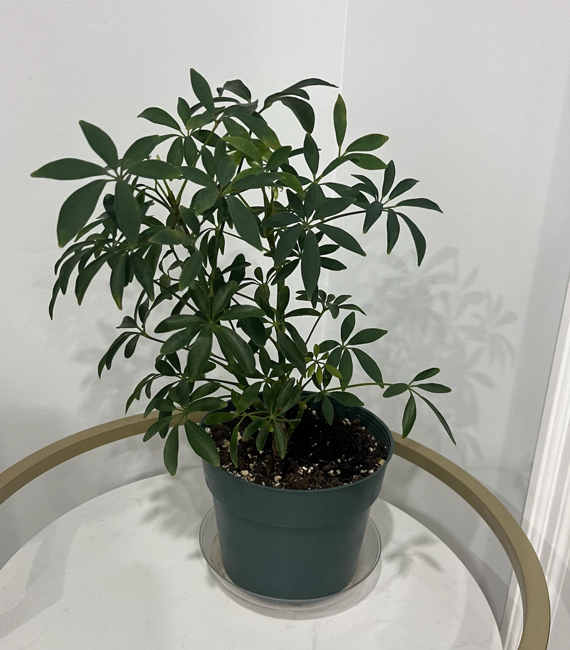 Schefflera Plant