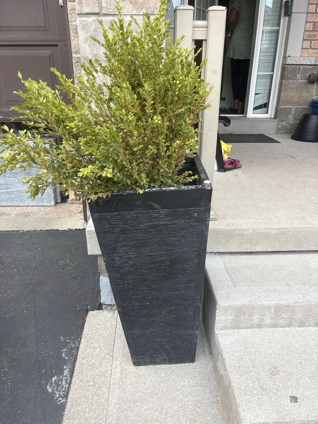 Tall Black Planter with Boxwood Shrub
