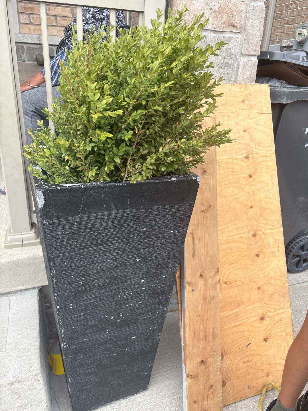 Tall Black Planter with Boxwood Shrub - photo 2