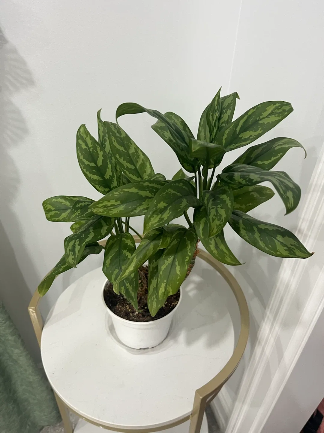 Aglaonema Plant in White Pot