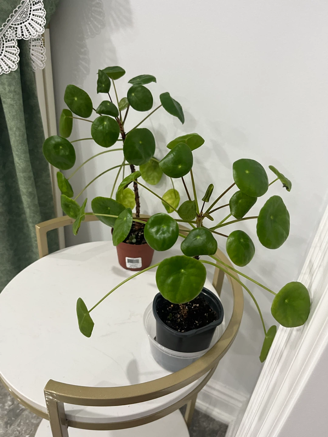 Pilea Peperomioides Plant