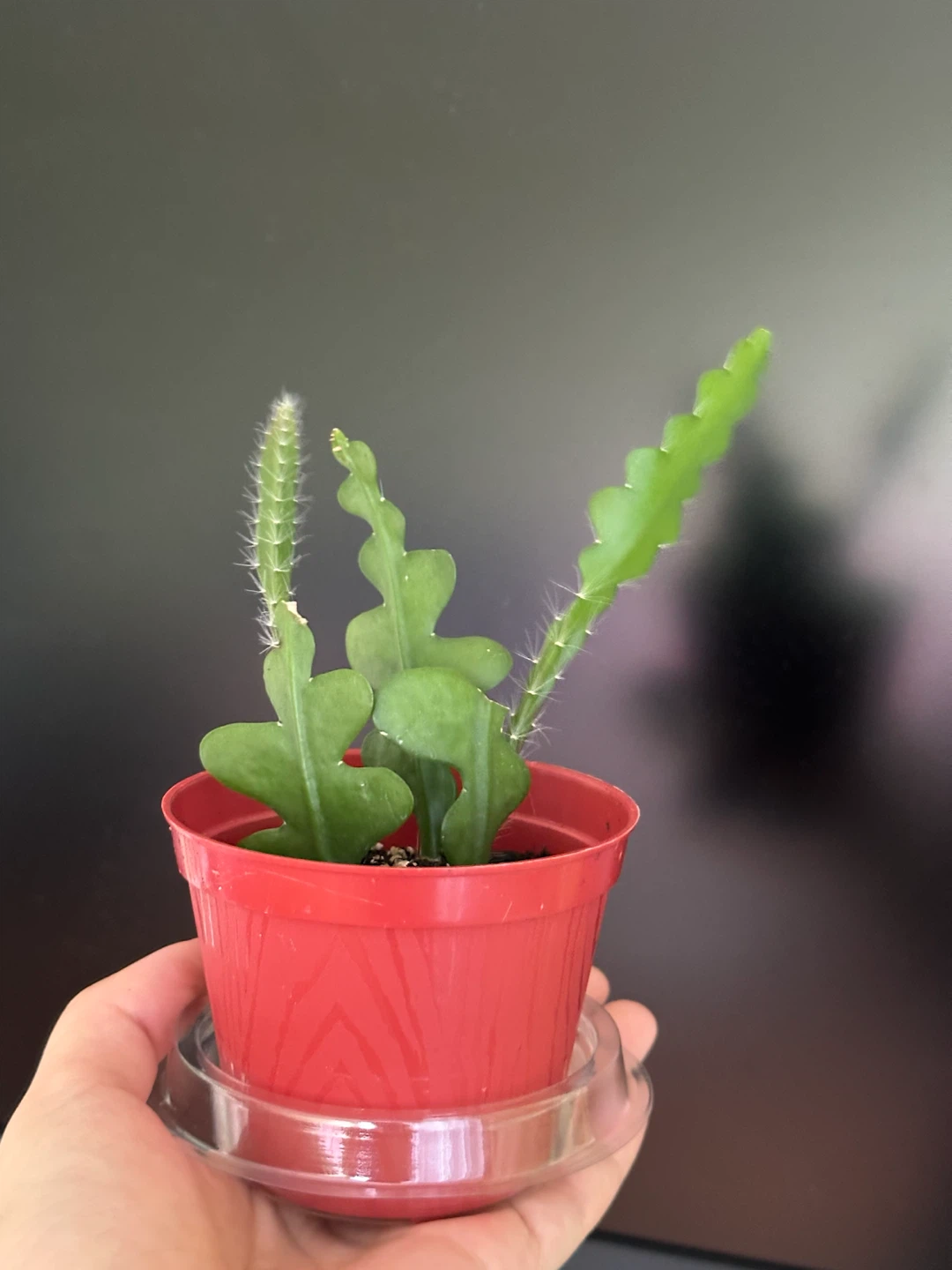 Ric Rac Cactus Plant (Zigzag Fishbone succulent)