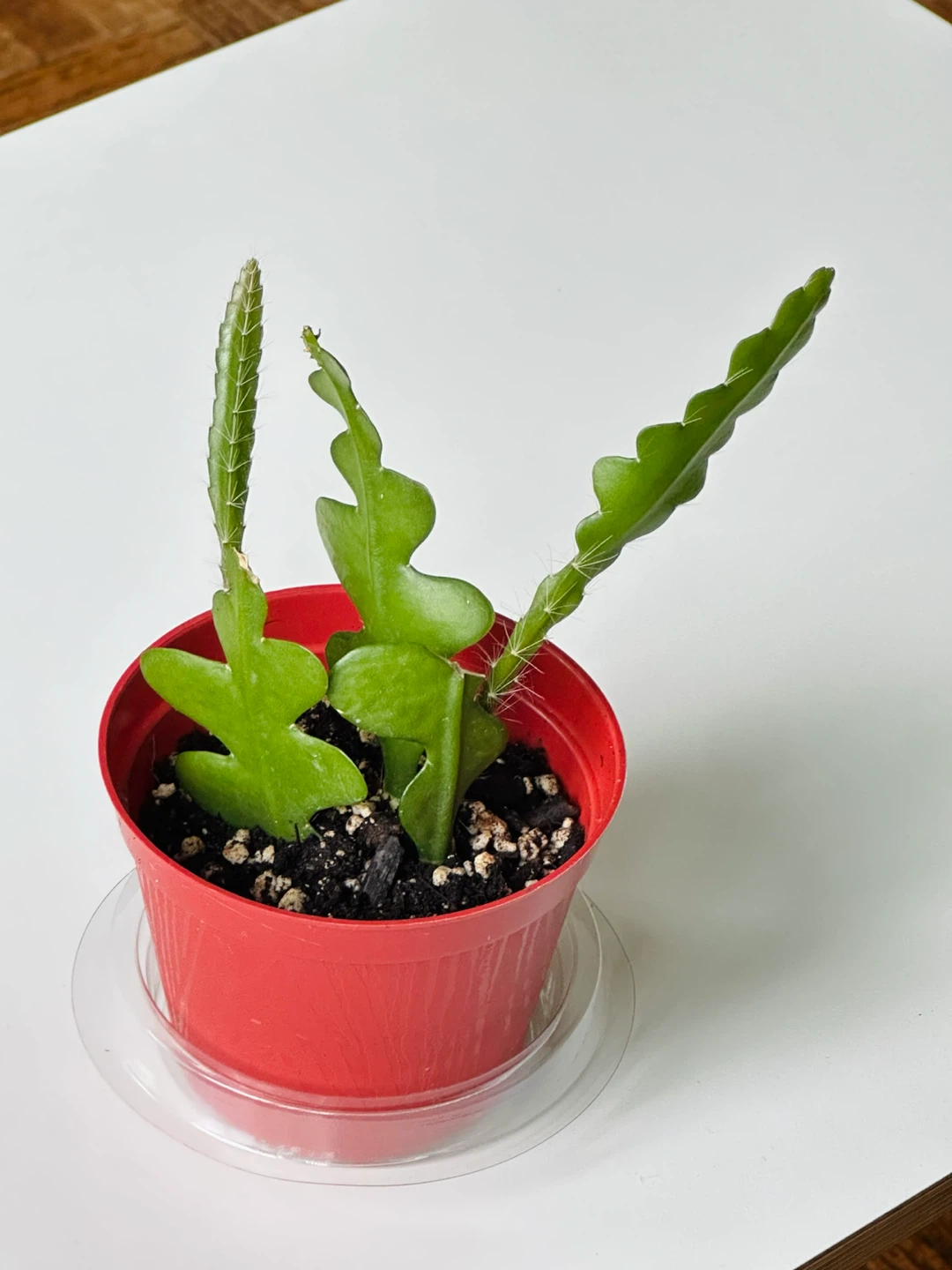 Ric Rac Cactus Plant (Zigzag Fishbone succulent) - photo 2